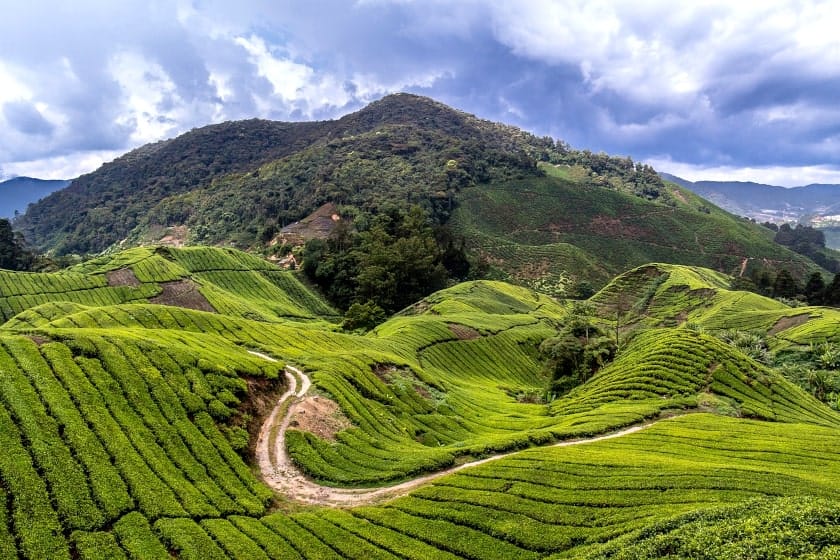 Majestic  tea hills in the Cameron Highlands; Boh Mango tea is grown in these beautiful lush plantations.