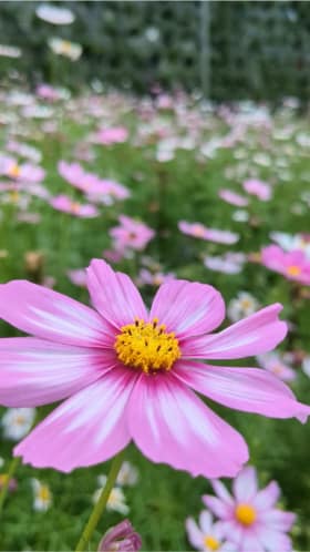 Pretty flowers, the highight of our Cameron Highlands trip