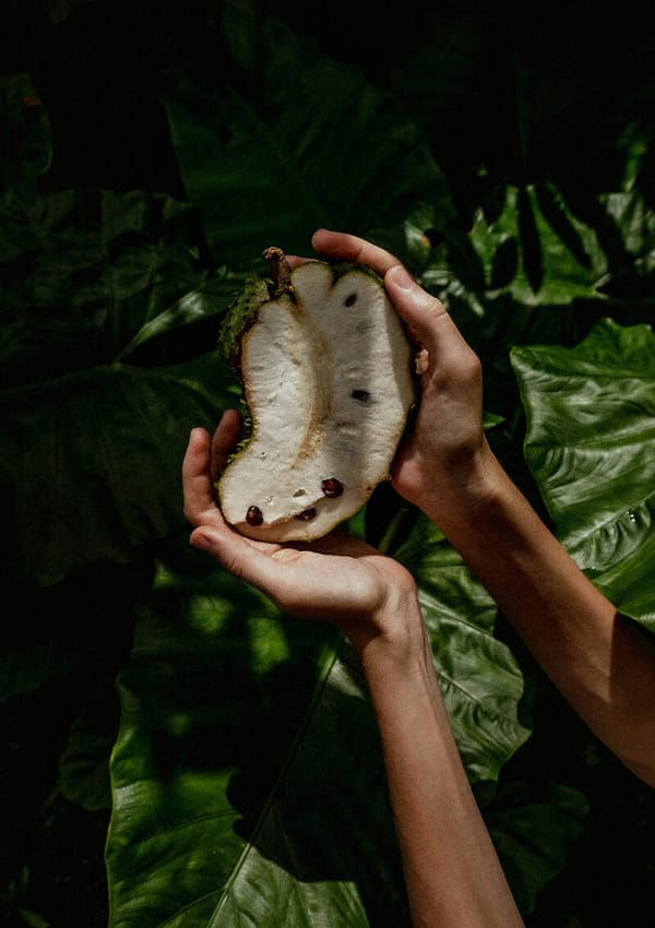 How To Make Tea From Soursop Leaves