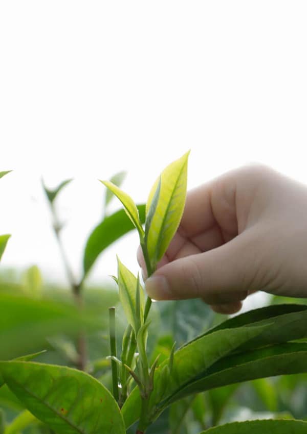 How Is Tea Made? | The 6 Types Of Tea And Their Fascinating Journey From Leaf To Cup