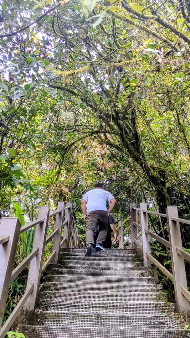 Mossy Forest, Cameron Highlands