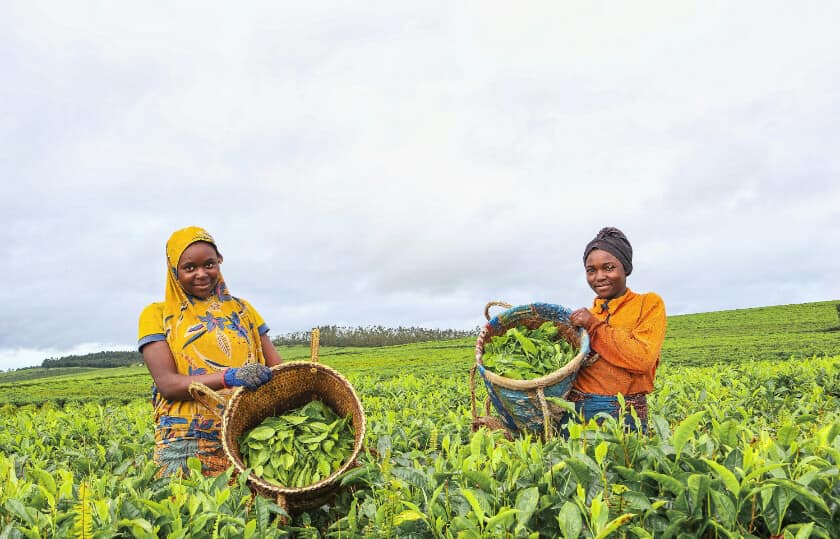 tea workers plucking tea leaves