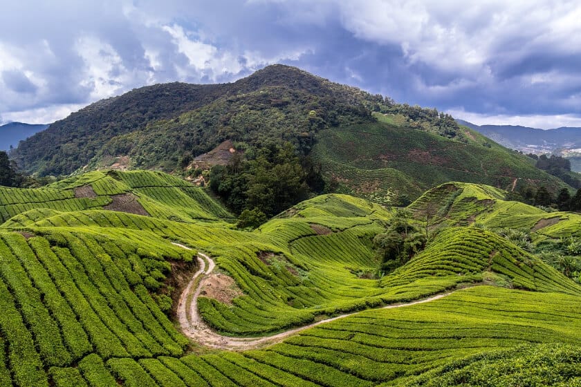 Majestic green tea hills in the Cameron Highlands, one of 6 most beautiful tea estates in the world.