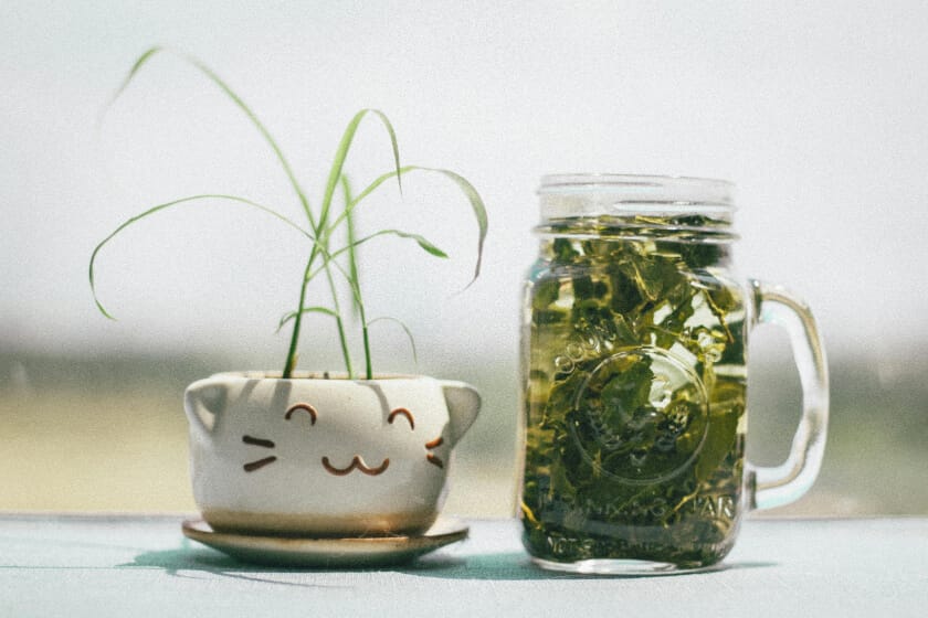 a plant next to a brew of the many types of green tea!