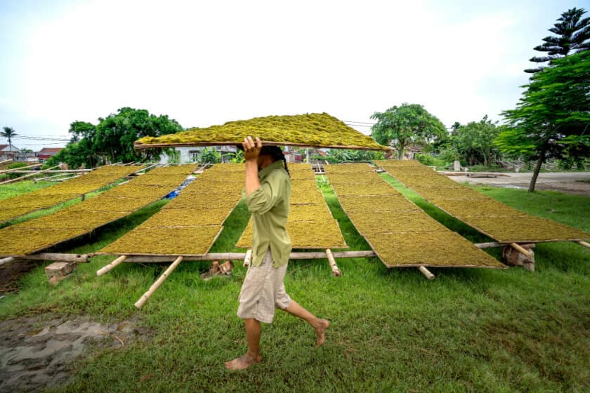 Withering, important step in how tea is made.