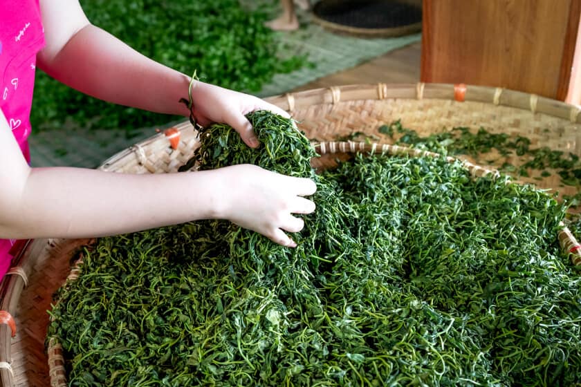 Rolling, an important step in how tea is made